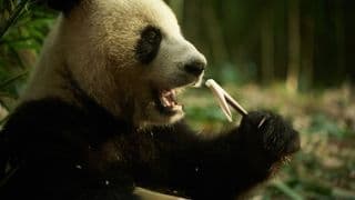 Panda a já
